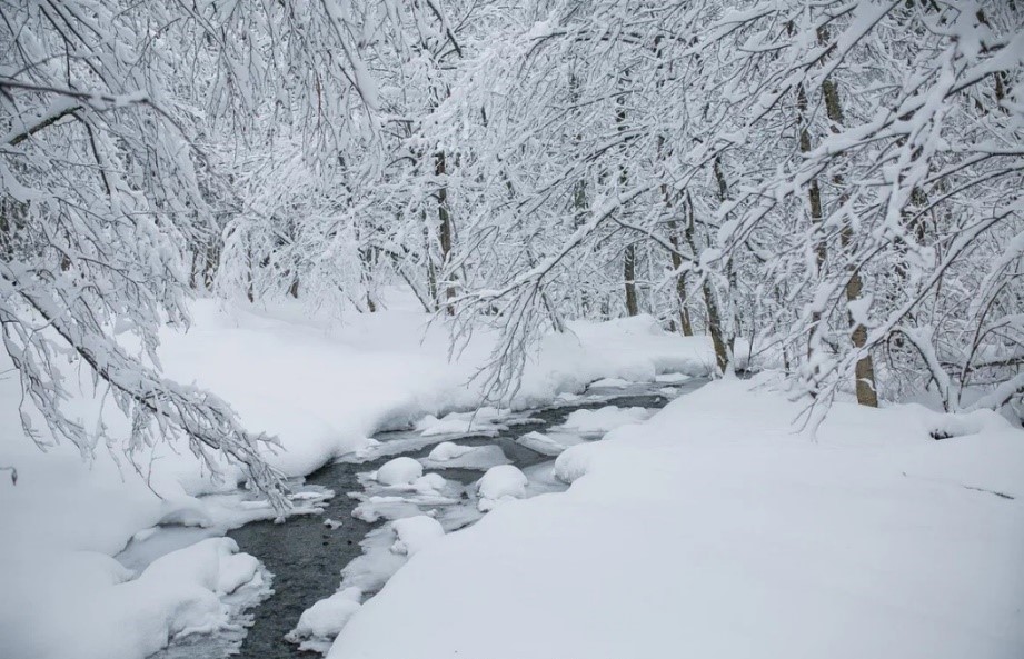 Krasnaya_Polyana_Friraid_les